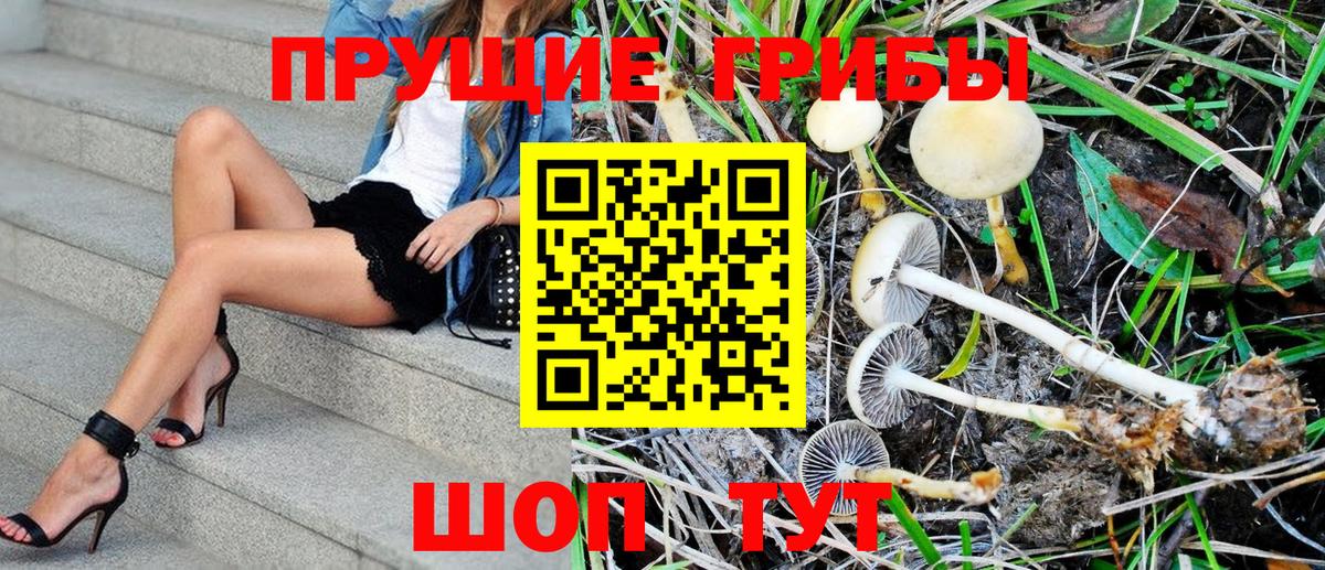 Псилоцибиновые грибы Psilocybine cubensis  наркошоп  Новозыбков  Вход с VPN 
